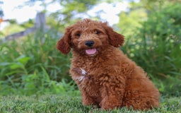 Mini Goldendoodle dogs for sale: Brown Collar - Image 8