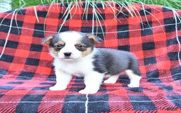 Welsh Corgi Pembroke dogs for sale: Scott - Image 2