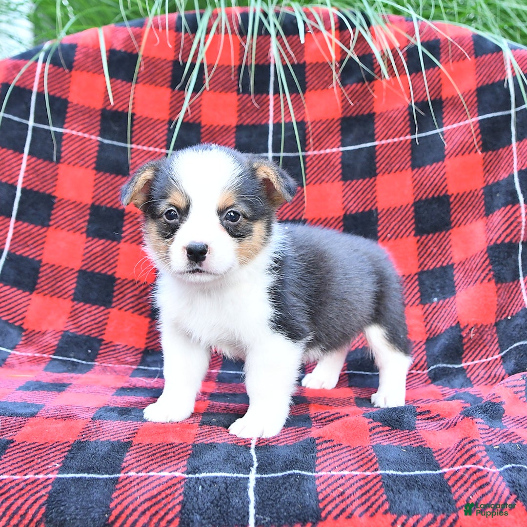 Welsh Corgi Pembroke dogs for sale: Scott - Image 2