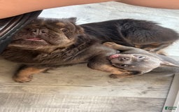 French Bulldog dogs for sale: Becky - Image 1