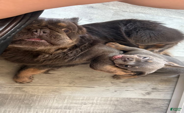 French Bulldog dogs for sale - Ad 1
