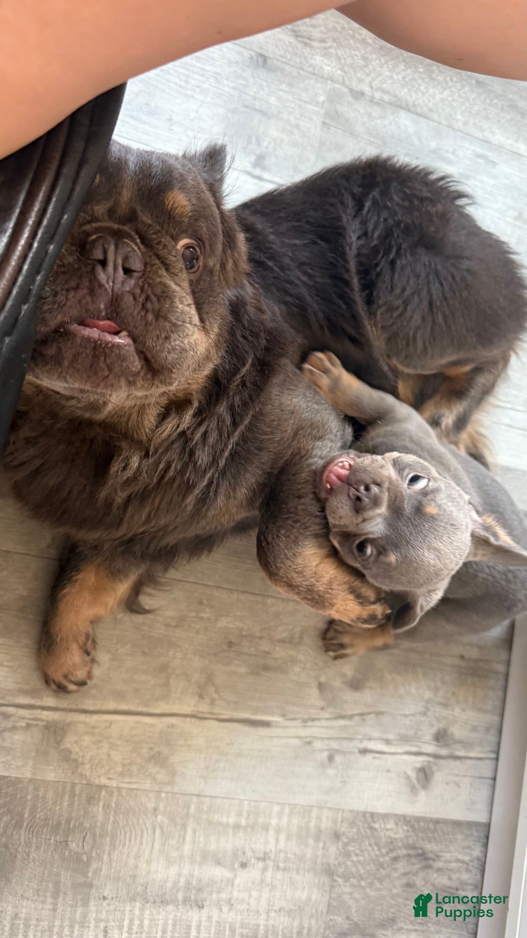 French Bulldog dogs for sale: Becky - Image 1