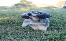 Shetland Sheepdog dogs for sale: Cosmos - Image 8