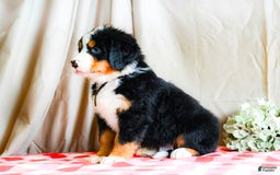 Bernese Mountain Dog dogs for sale: Maverick - Image 1