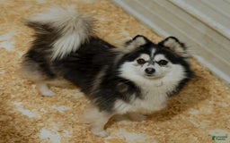 Pomsky dogs for sale: Roxy - Image 6