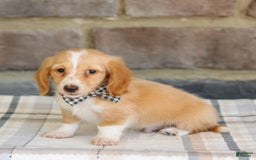Miniature Dachshund dogs for sale: Wade - Image 4