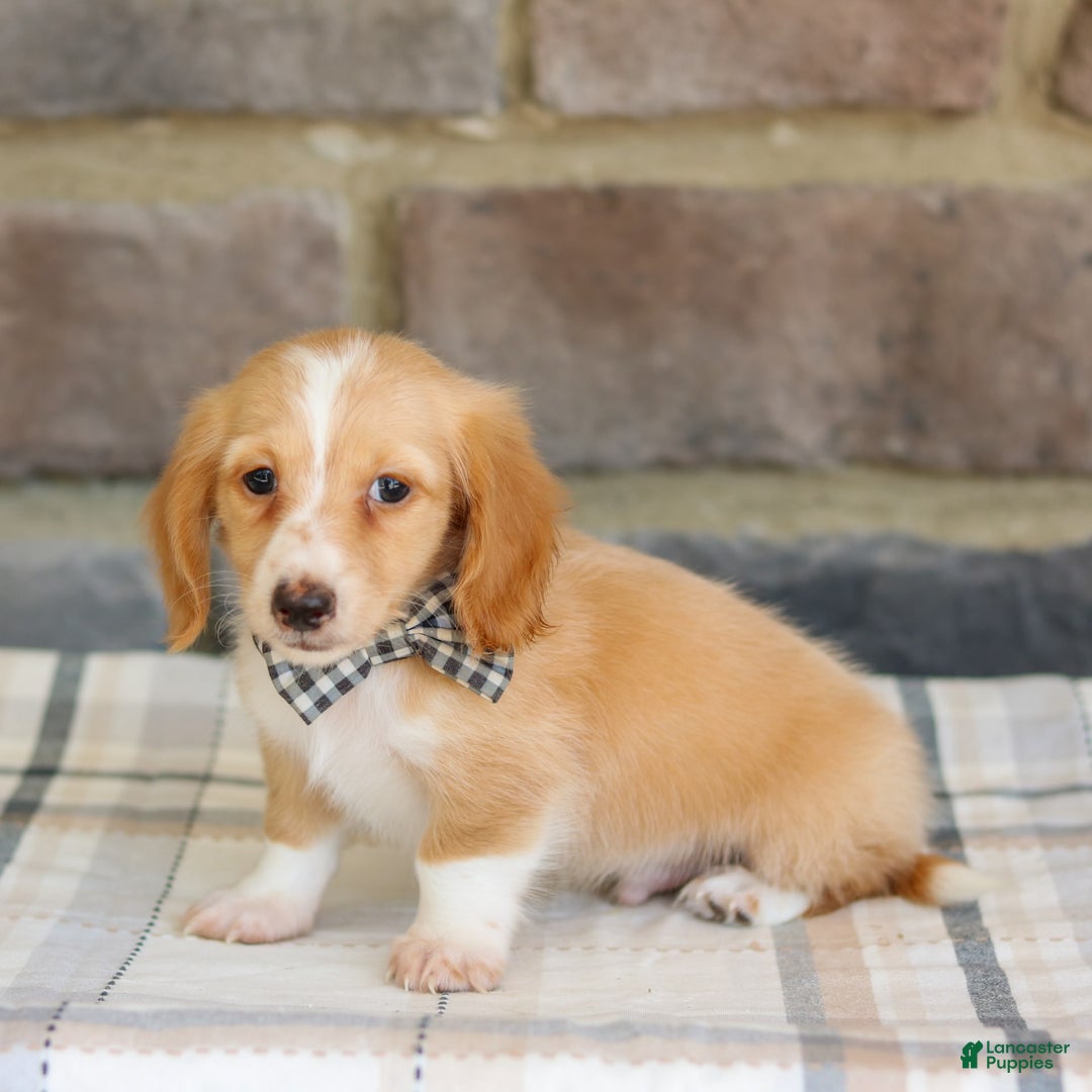 Miniature Dachshund dogs for sale: Wade - Image 4