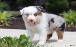 Australian Shepherd dogs for sale: Zella - Image 6