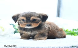 Shorkie dogs for sale: Lanae - Image 5
