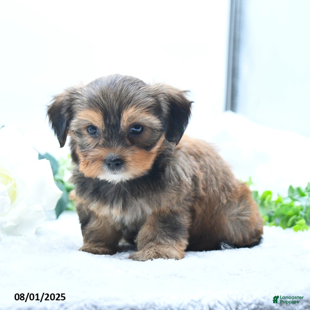 Shorkie dogs for sale: Lanae - Image 5