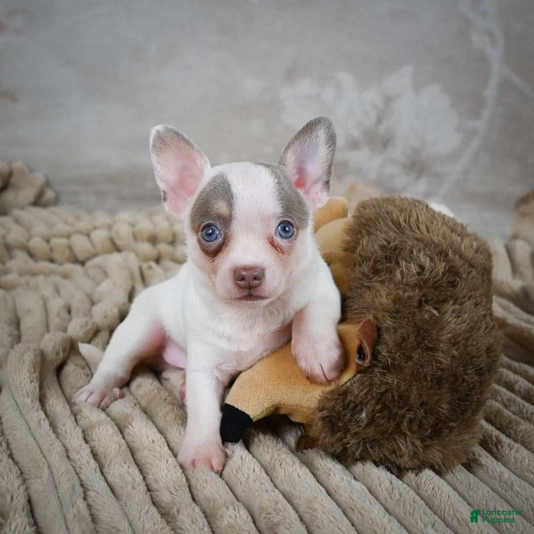 Chihuahua dogs for sale: Tyranus - Image 2