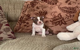 Boston Terrier dogs for sale: Corbin - Image 4