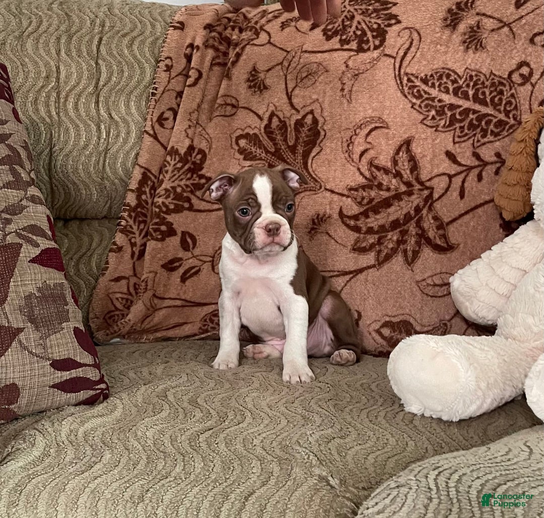 Boston Terrier dogs for sale: Corbin - Image 4
