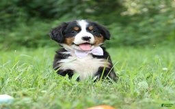 Bernese Mountain Dog dogs for sale: Suse - Image 10