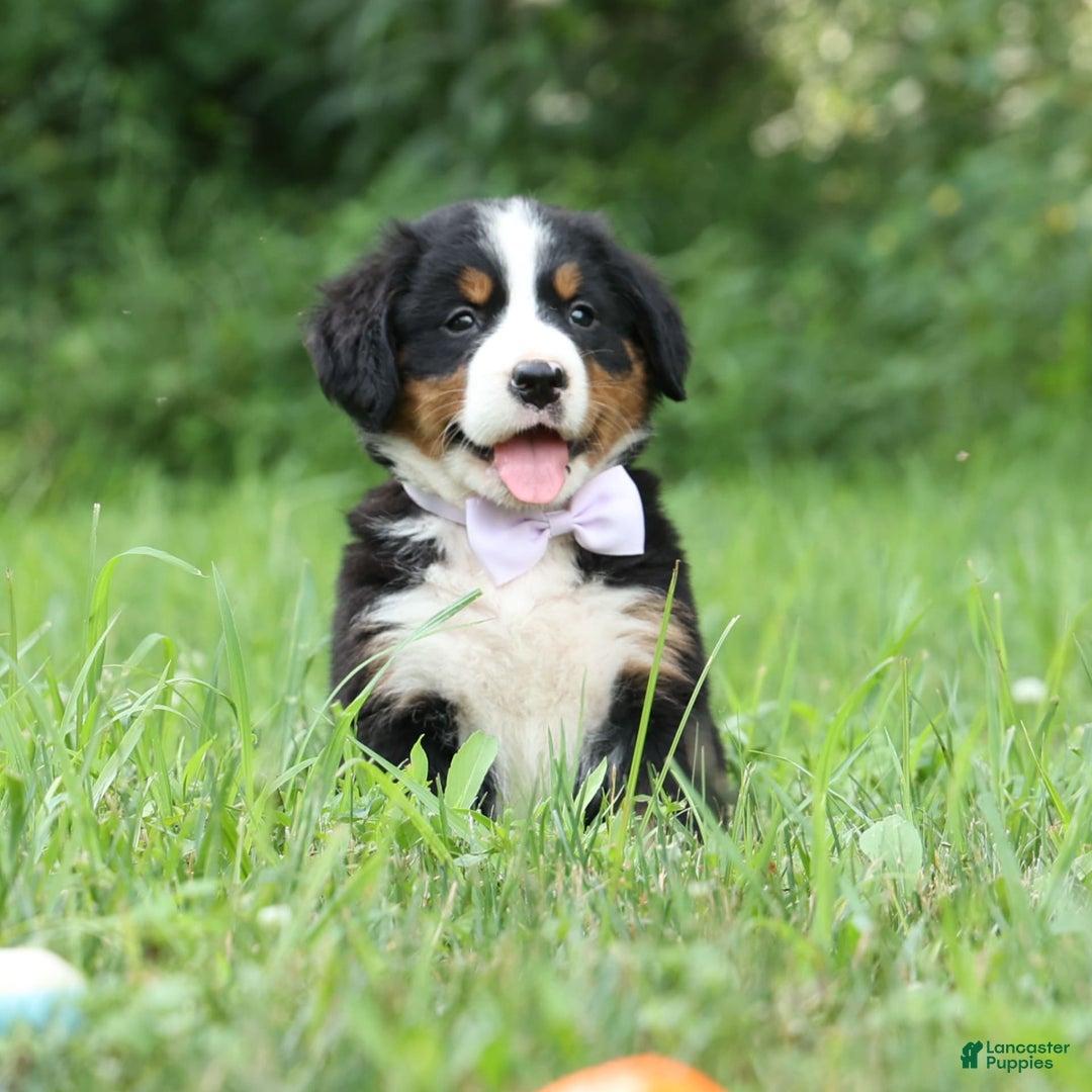 Bernese Mountain Dog dogs for sale: Suse - Image 10