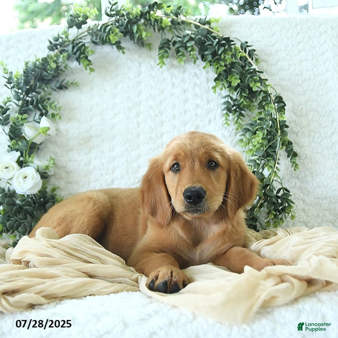 Golden Retriever dogs for sale: Allie - Image 7