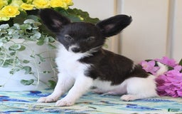 Papillon dogs for sale: Mitch - Image 7