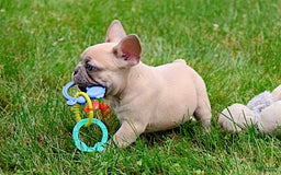 French Bulldog dogs for sale: Emma - Image 3
