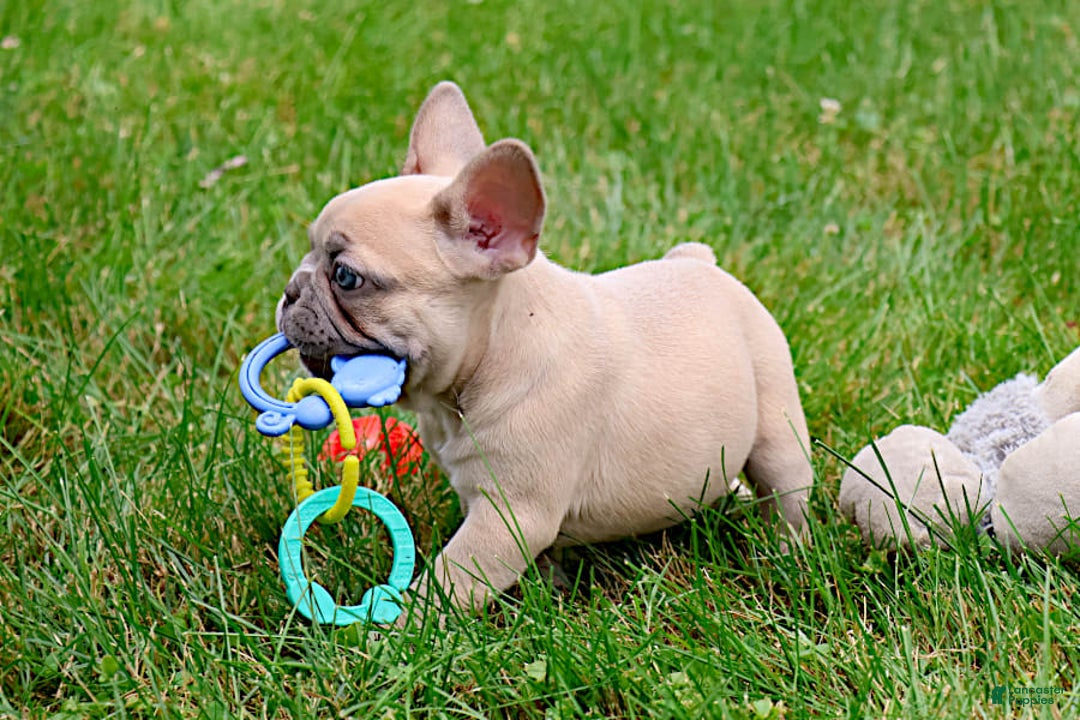 French Bulldog dogs for sale: Emma - Image 3