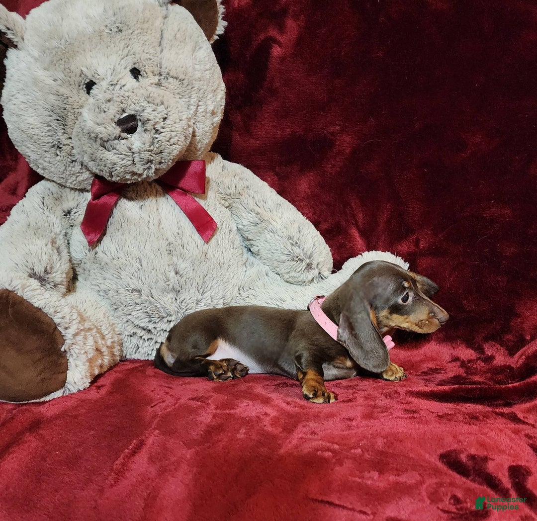 Miniature Dachshund dogs for sale: PUDDIN - Image 8
