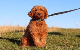 Goldendoodle dogs for sale: Herbie - Image 15