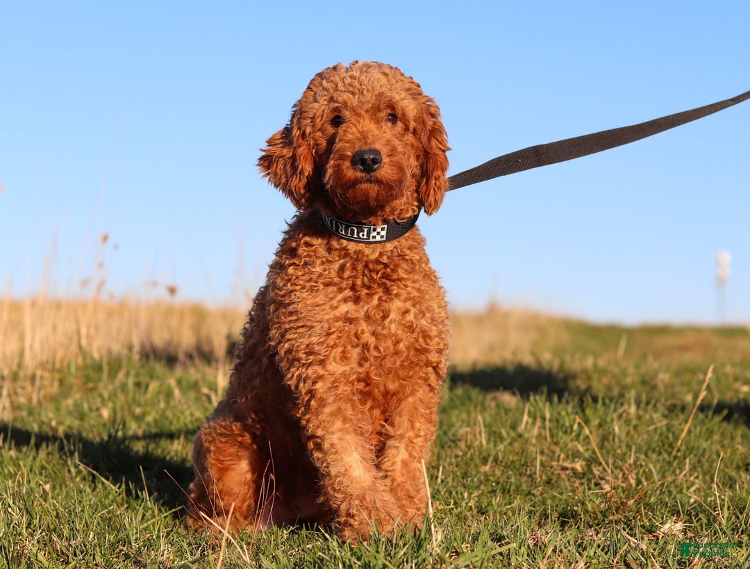 Goldendoodle dogs for sale: Herbie - Image 15