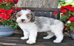 Mini Aussiedoodle dogs for sale: Ariana - Image 4