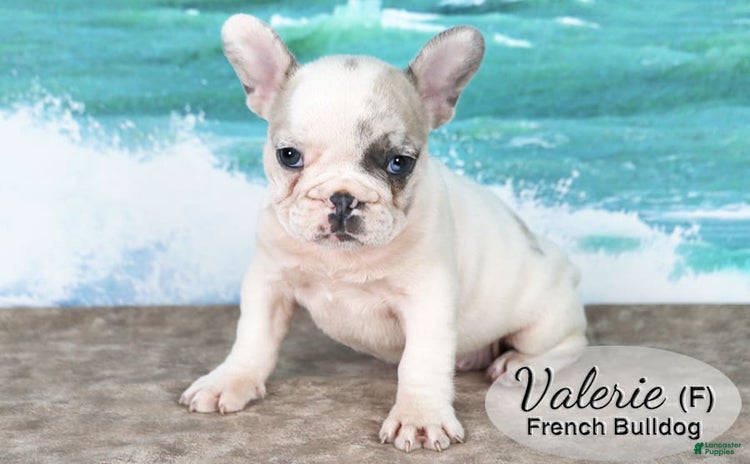 French Bulldog dogs for sale - Ad 1