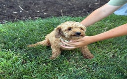 Toy Poodle dogs for sale: Jinger - Image 11