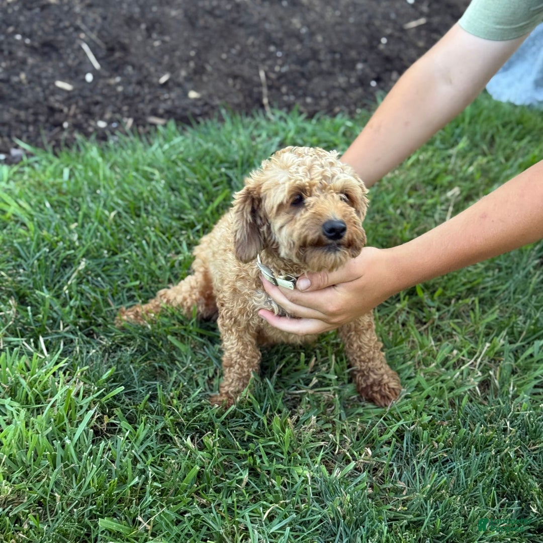 Toy Poodle dogs for sale: Jinger - Image 11