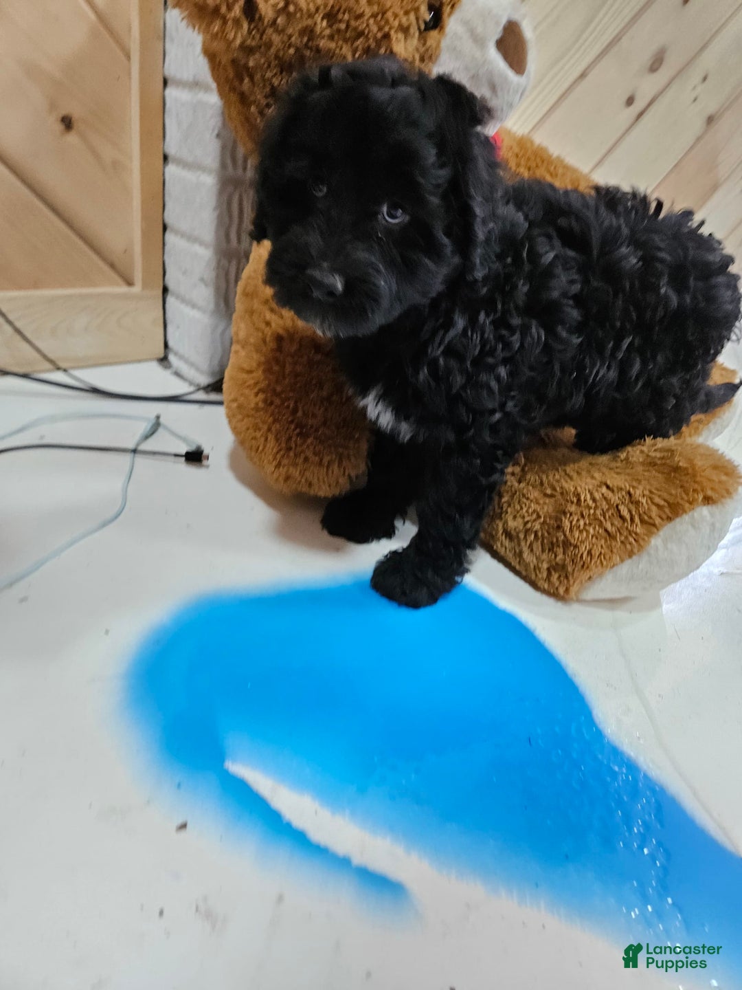 Portuguese Water Dog dogs for sale: Sara - Image 2