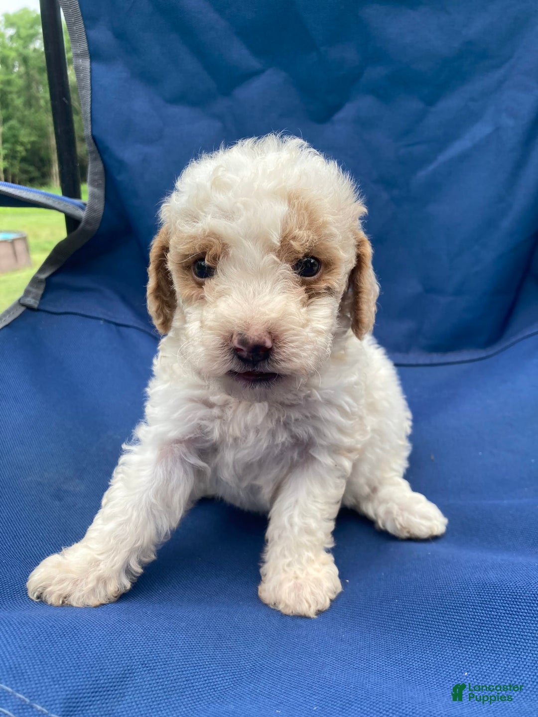 Mini Goldendoodle dogs for sale: Cooper - Image 20