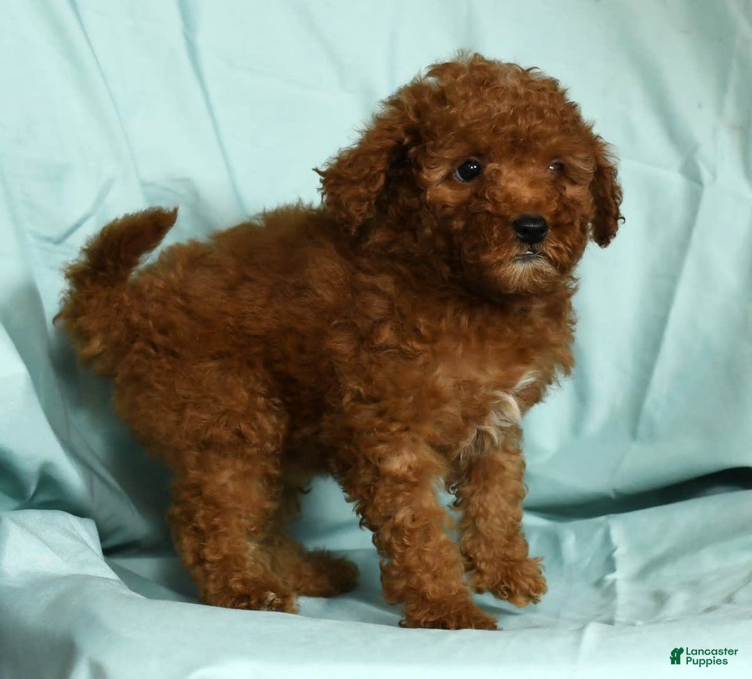 Mini Goldendoodle dogs for sale: Daisy - Image 1