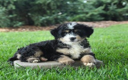 Mini Bernedoodle dogs for sale: Prince - Image 1