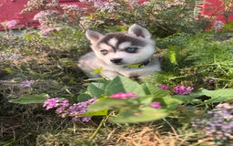 Alaskan Klee Kai dogs for sale: Blue Amy - Image 6