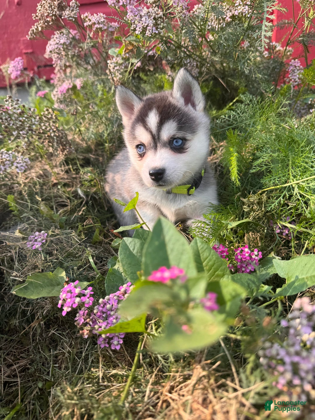Alaskan Klee Kai dogs for sale: Blue Amy - Image 6