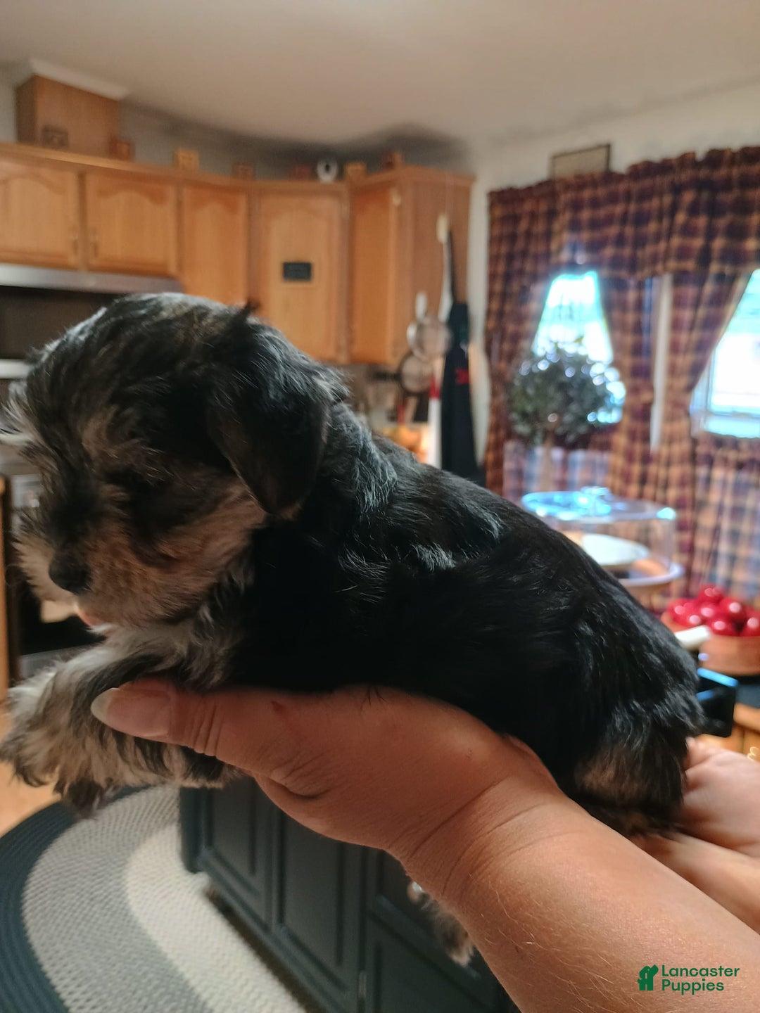 Morkie dogs for sale: Morkie 2 puppies - Image 3