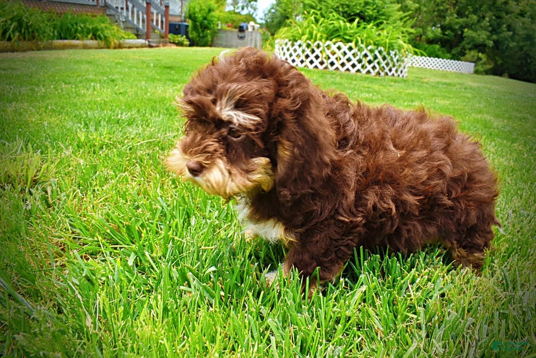 Havapoo dogs for sale: Roxy - Image 20