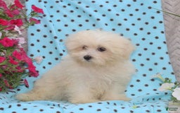 Maltese dogs for sale: Penny - Image 2