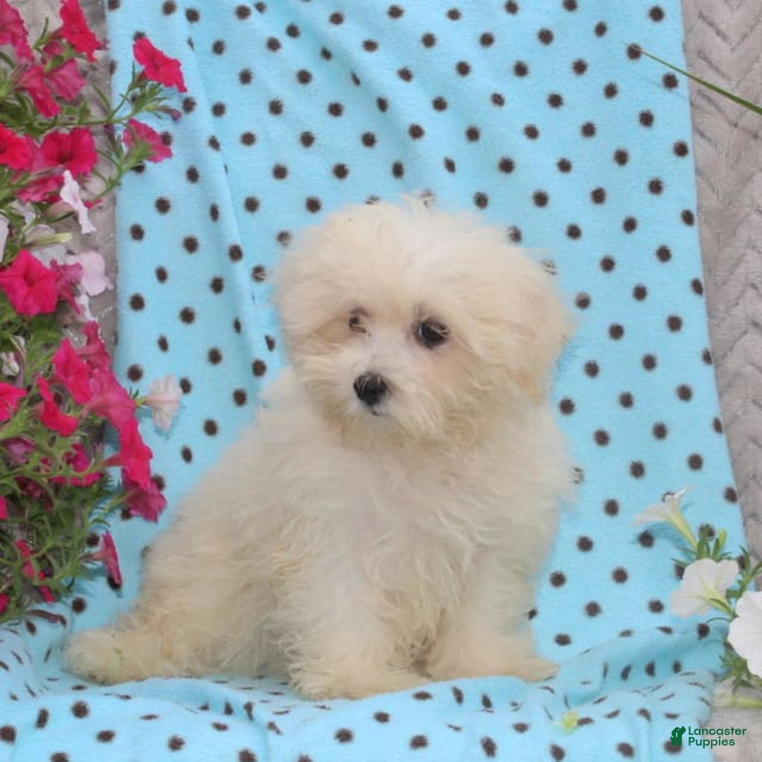 Maltese dogs for sale: Penny - Image 2