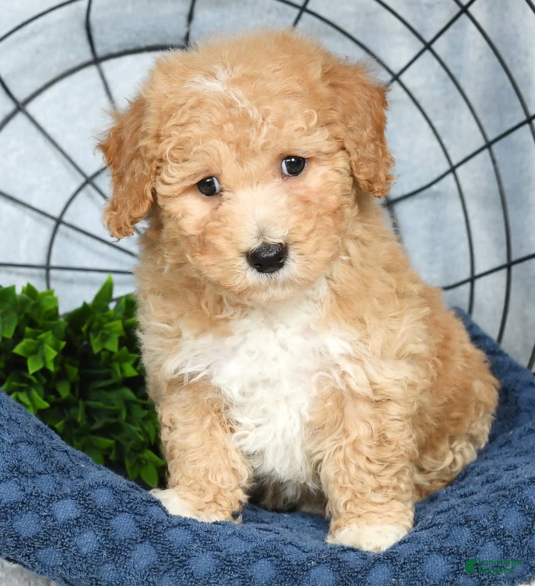 Bichpoo dogs for sale: Nolan - Image 6