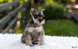 Miniature Schnauzer dogs for sale: Ace - Image 3
