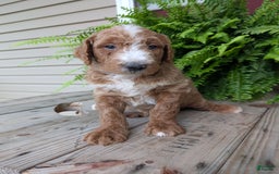 Goldendoodle dogs for sale: Blake - Image 9