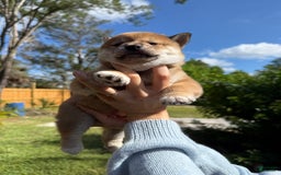 Shiba Inu dogs for sale: Koda - Image 11