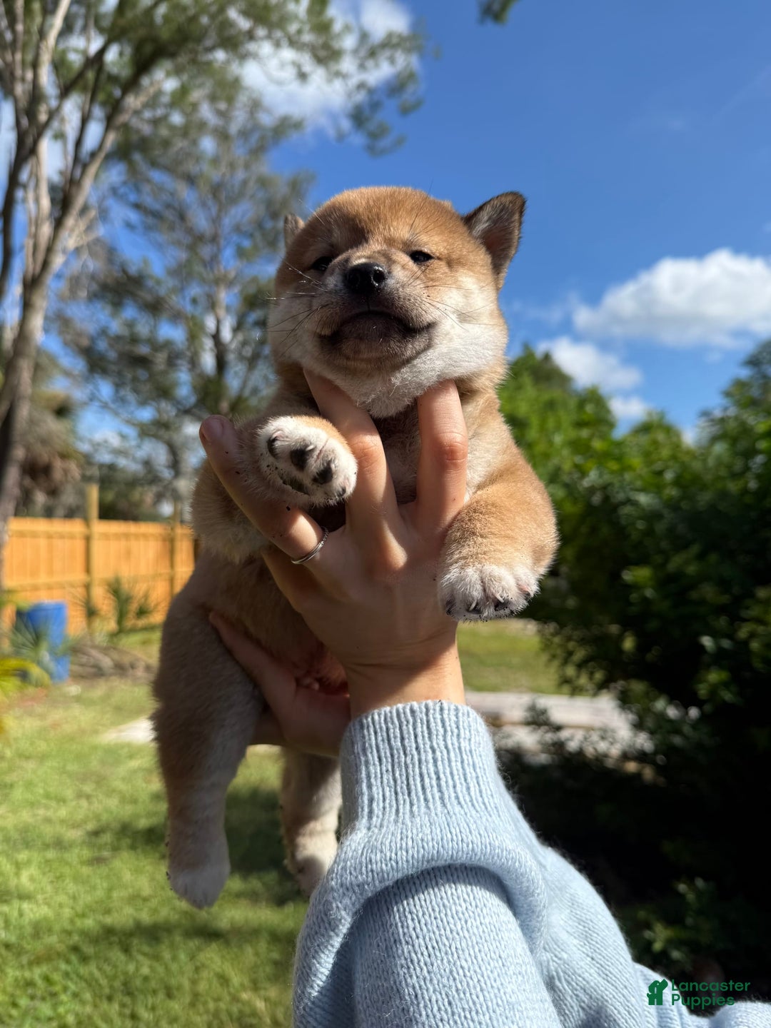 Shiba Inu dogs for sale: Koda - Image 11
