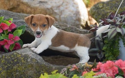 Jack Russell Terrier dogs for sale: Sugar - Image 1