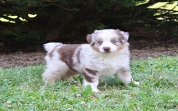 Miniature Australian Shepherd dogs for sale: Oakley - Image 2
