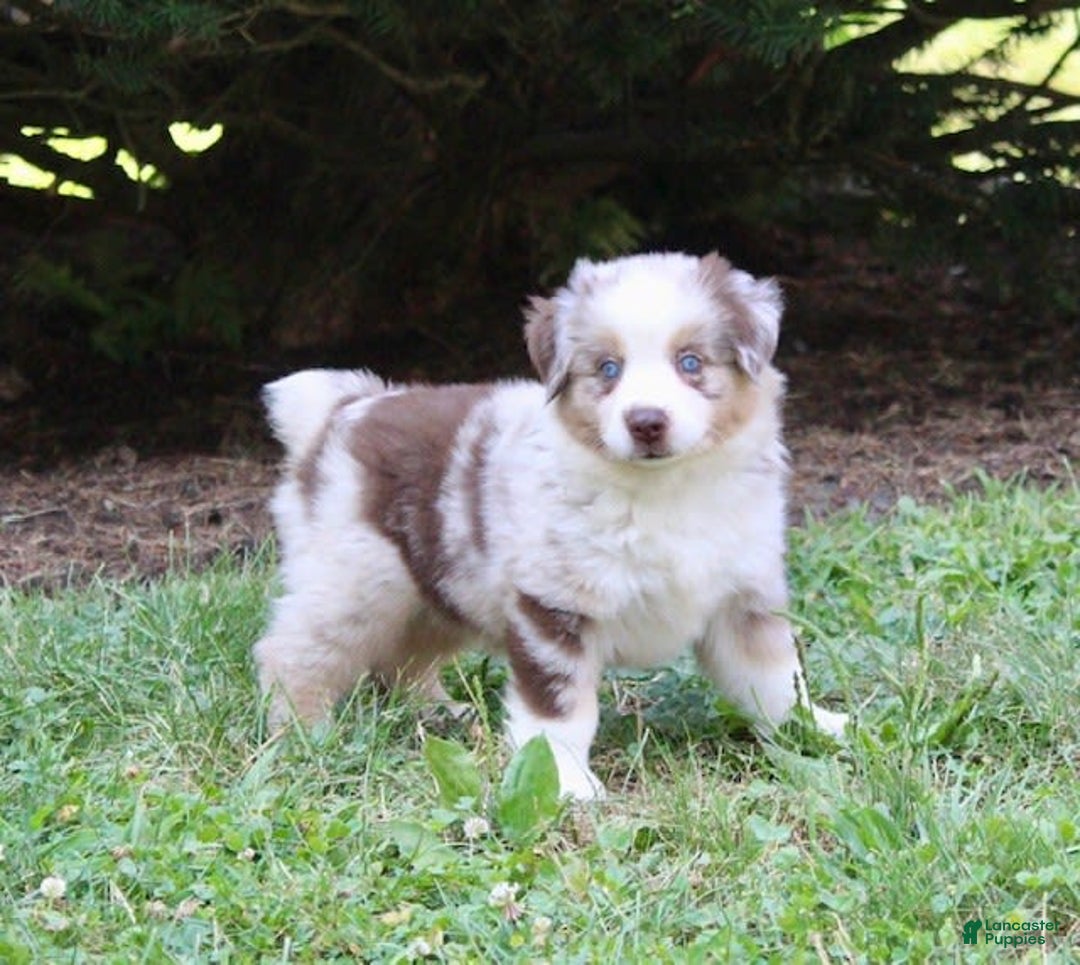 Miniature Australian Shepherd dogs for sale: Oakley - Image 2