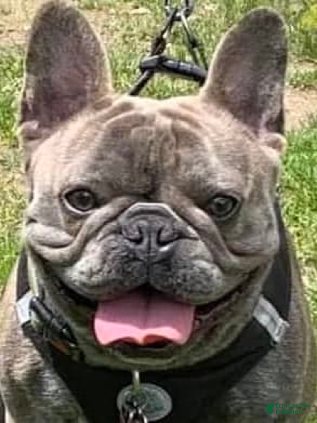 French Bulldog dogs for sale: Teddy - Image 5