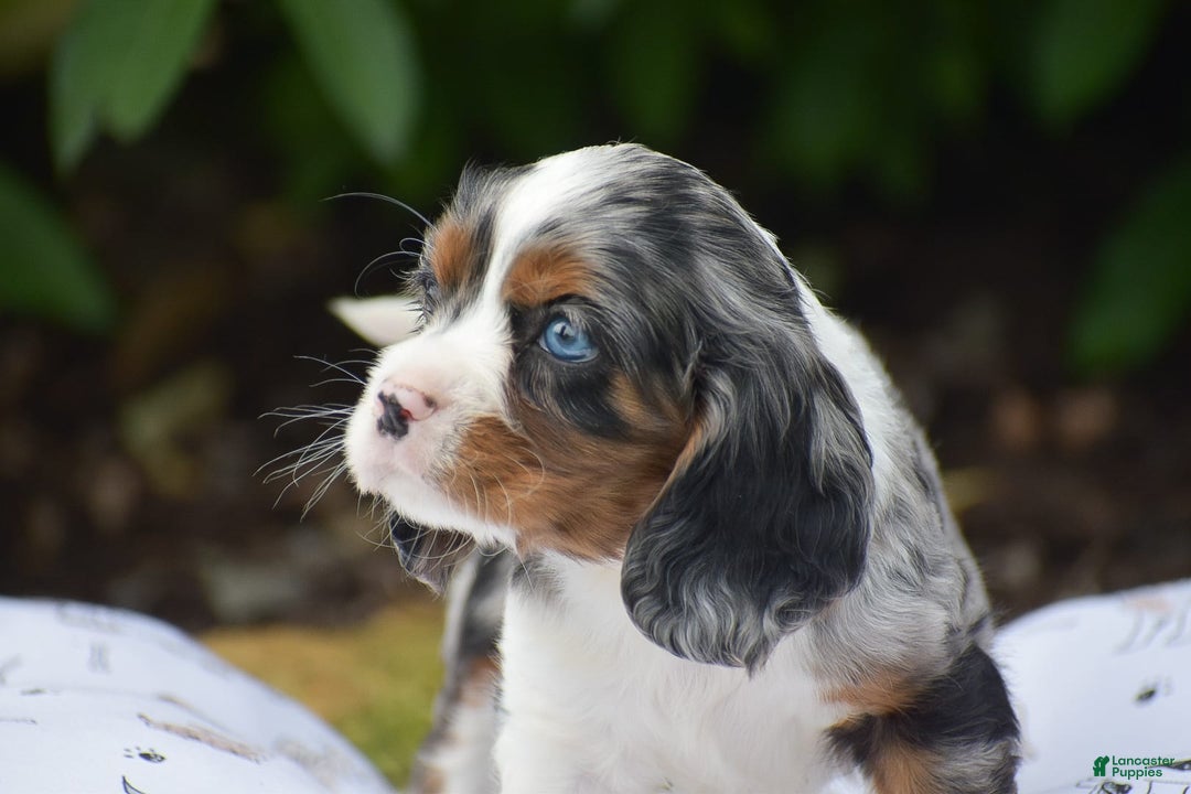 Cockalier dogs for sale: Reba - Image 14